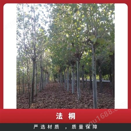 法桐 观叶 土球直径1.2m 株高3.3-8米 精品 行道 湿地绿化 露天